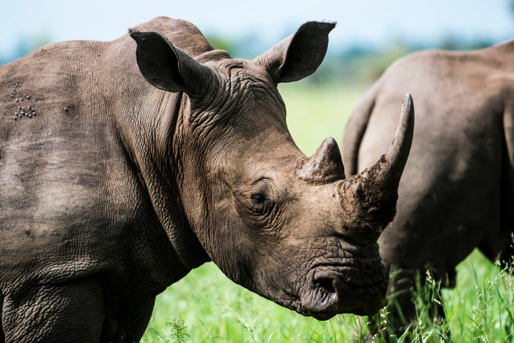 2 Days Zziwa Rhino Sanctuary safari from Gulu