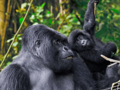 3 Days Gorilla Safari starting in Gulu