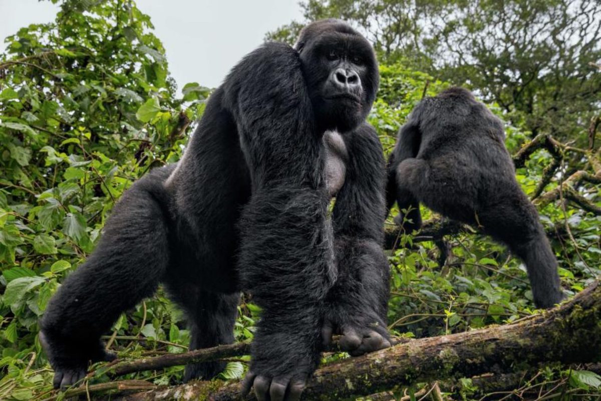 3 days Uganda gorilla trek
