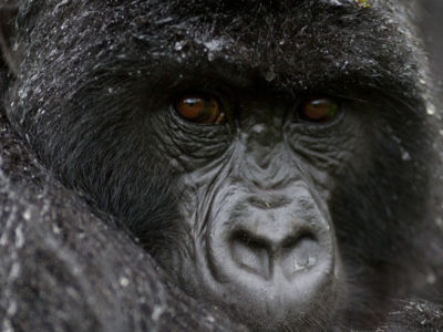 Gorilla safaris starting in Gulu 1