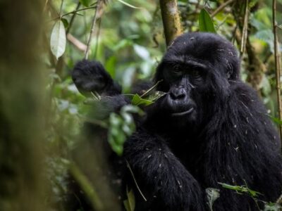 How does Gorilla Habituation Compare with gorilla trekking | best time for Gorilla Habituation experience safaris in Uganda