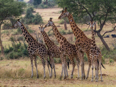 Murchison falls Safaris starting in Entebbe | Best bargain Safari to Murchison Falls NP