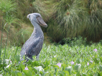 Birding Safari in Lake Mburo