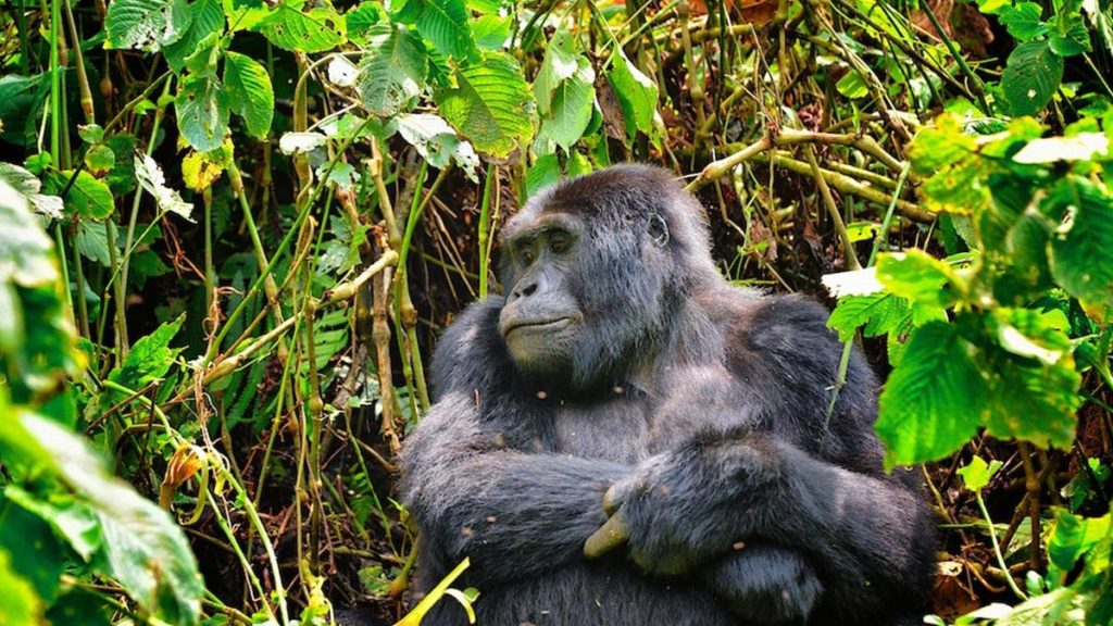 Budget Gorilla Safari to Bwindi Forest NP