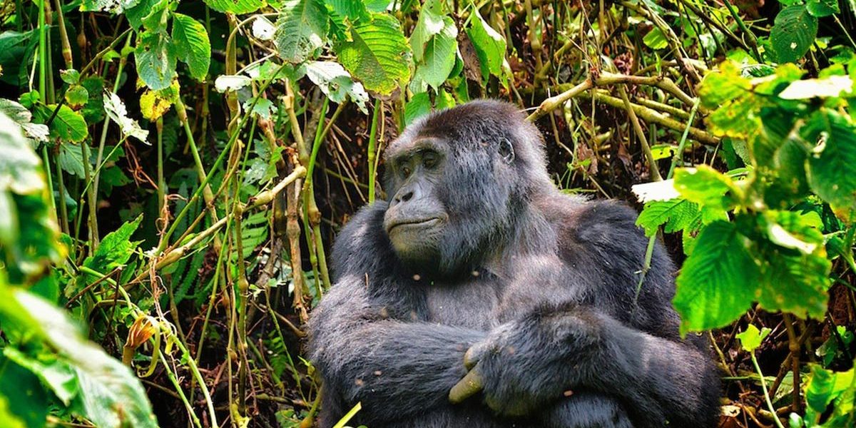 Budget Gorilla Safari to Bwindi Forest NP
