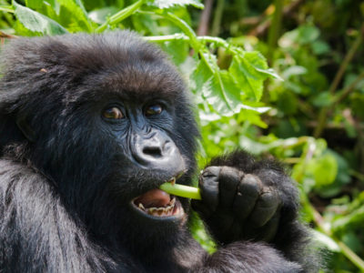 Budget Gorilla Safaris to Bwindi