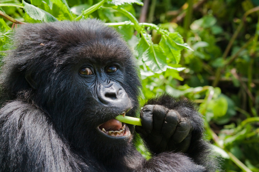 Budget Gorilla Safaris to Bwindi