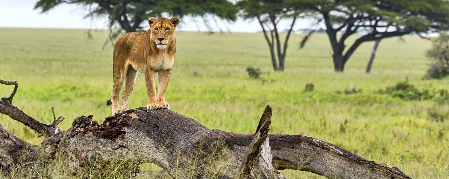 Budget Safari to Murchison Falls