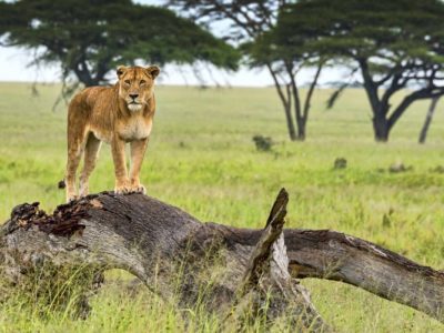 Budget Safari to Murchison Falls