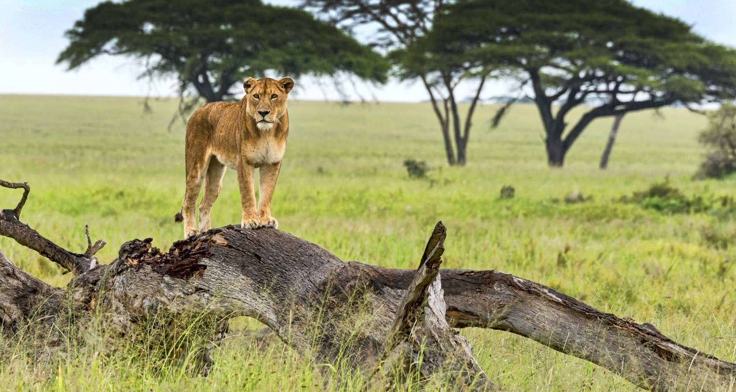 Budget Safari to Murchison Falls