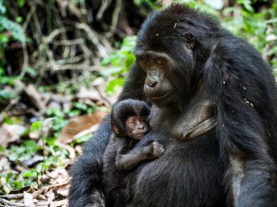 How ethical is Gorilla Trekking