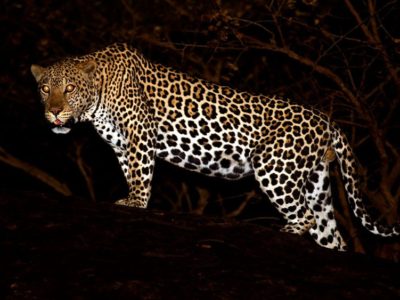 Night Safari in Lake Mburo