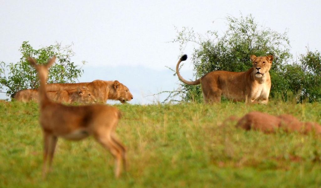 cheap safaris to Murchison falls National Park