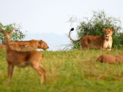 cheap safaris to Murchison falls National Park