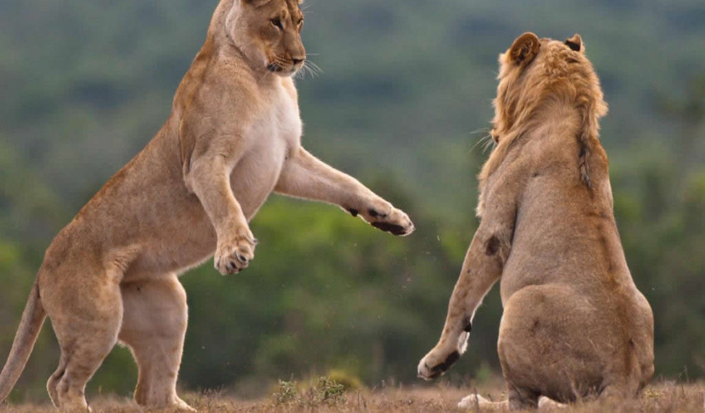 2 Days Murchison Falls Safaris from Masindi Town | filming lions In Murchison falls NP