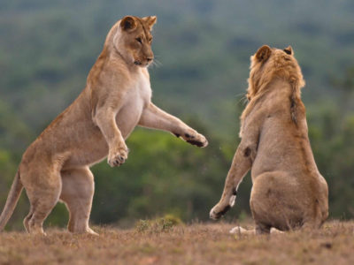 2 Days Murchison Falls Safaris from Masindi Town | filming lions In Murchison falls NP