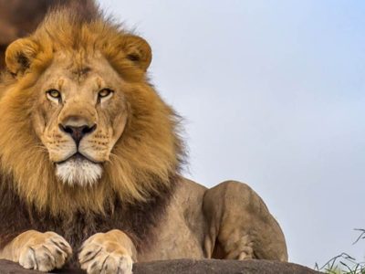 filming lions in east Africa