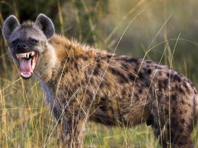 spotted-Hyenas