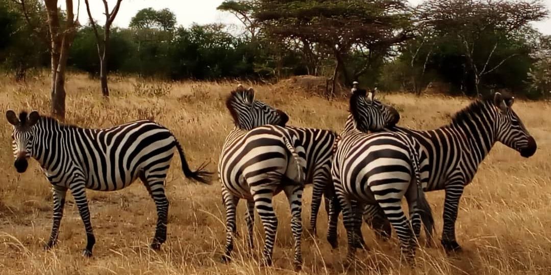 weekend Safari to Lake Mburo NP