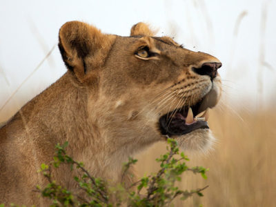 2 Days Safaris to Murchison falls