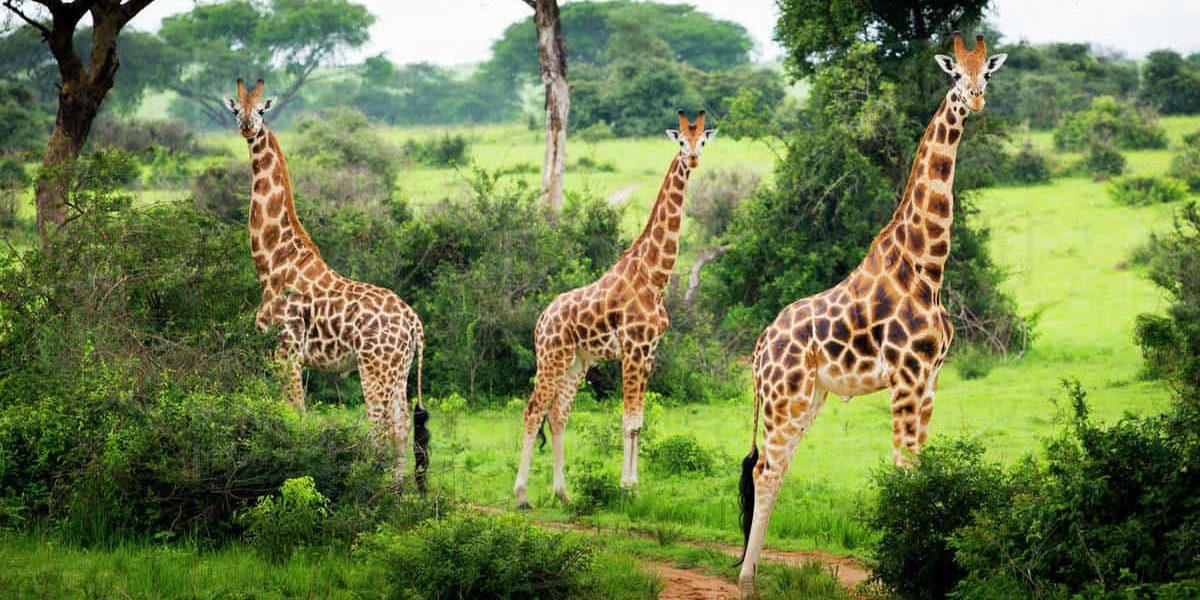 Budget tour to Murchison Falls National Park