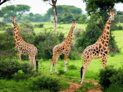 Budget tour to Murchison Falls National Park