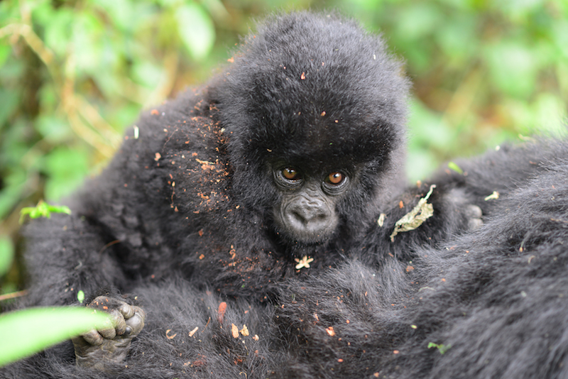 Cost of a gorilla Safari