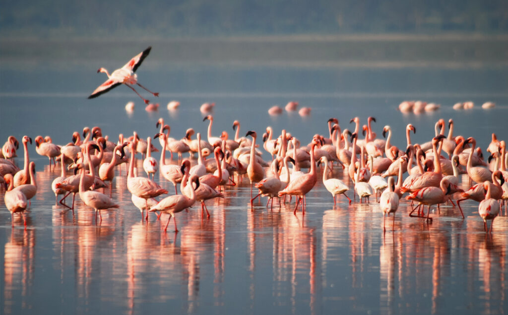 Flamingos in africa