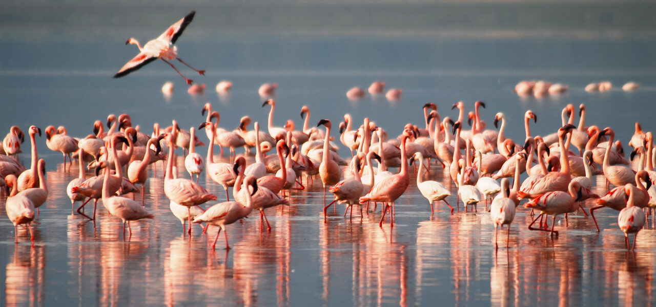 flamingos in africa