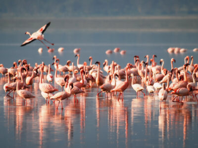 Flamingos in africa