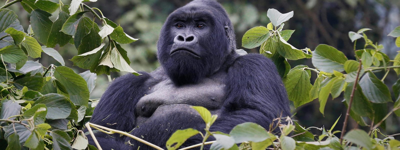 Price of a gorilla permit | Gorillas & cats in Uganda