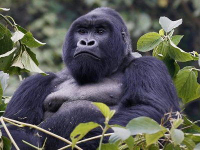 Price of a gorilla permit | Gorillas & cats in Uganda