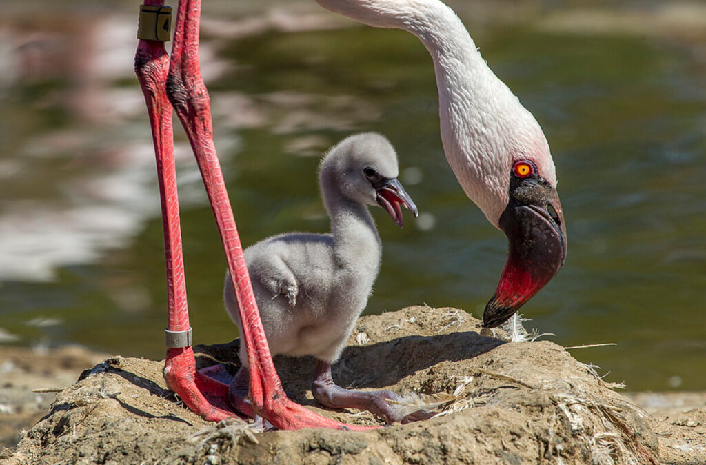 Why are flamingos Pink