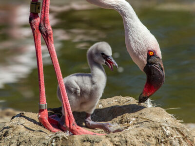 Why are flamingos Pink