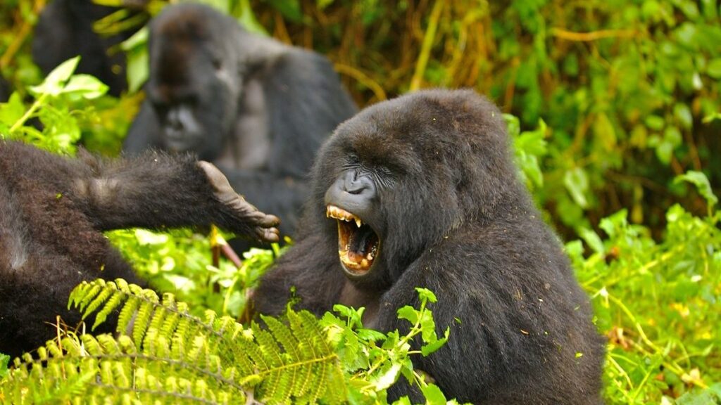 Gorilla habituation in Uganda