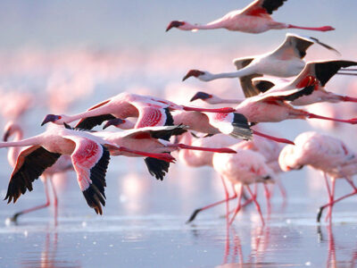 flamingos in Uganda