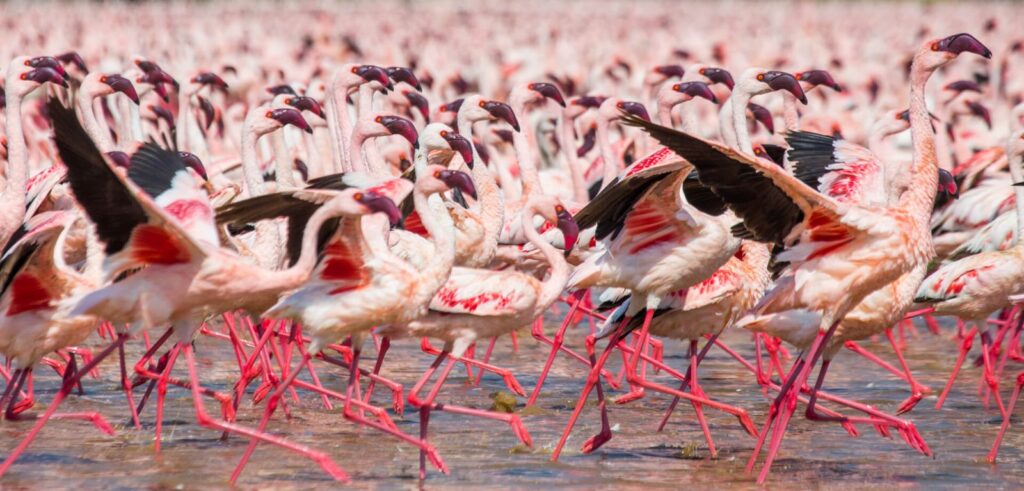 flamingos in queen elizabeth NP