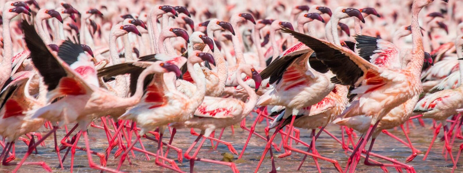 flamingos in queen elizabeth NP