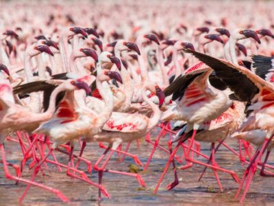 flamingos in queen elizabeth NP