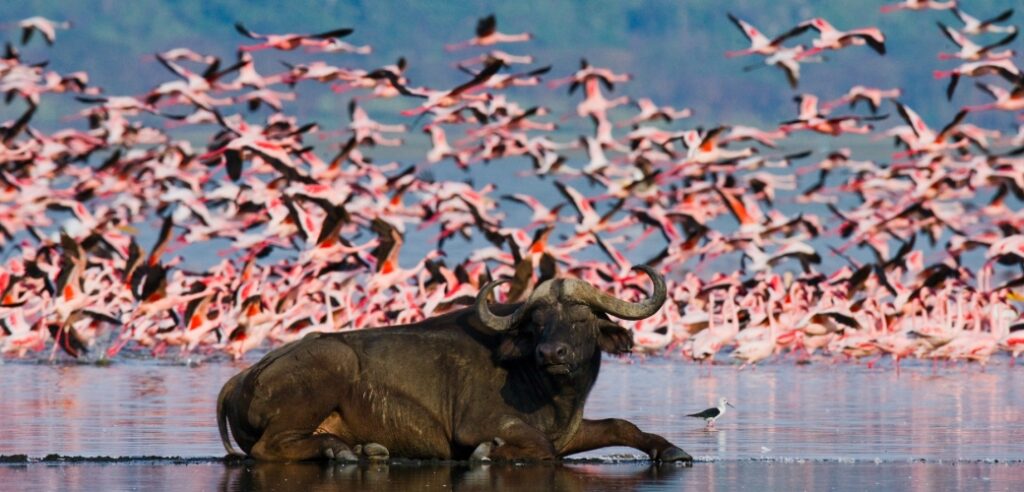 places to see flamingos in uganda