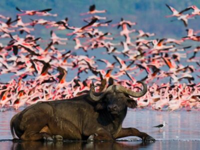 places to see flamingos in uganda