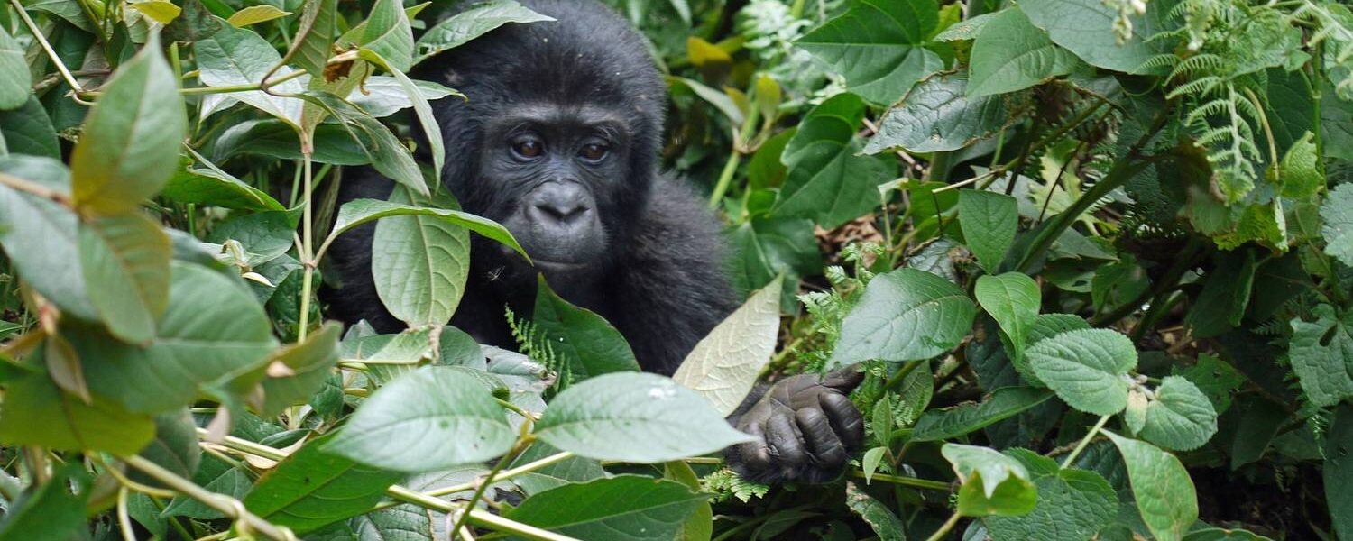 3 Days Flying Gorilla Safari to bwindi from entebbe