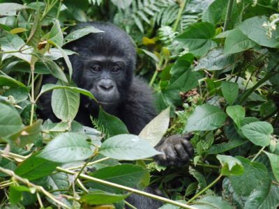 3 Days Flying Gorilla Safari to bwindi from entebbe