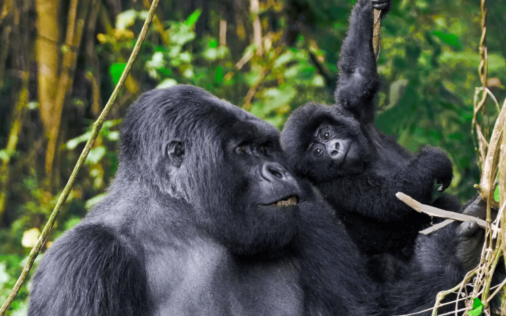 5 Days Gorillas & Wildlife Safari