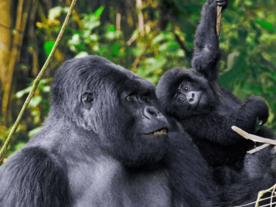 5 Days Gorillas & Wildlife Safari
