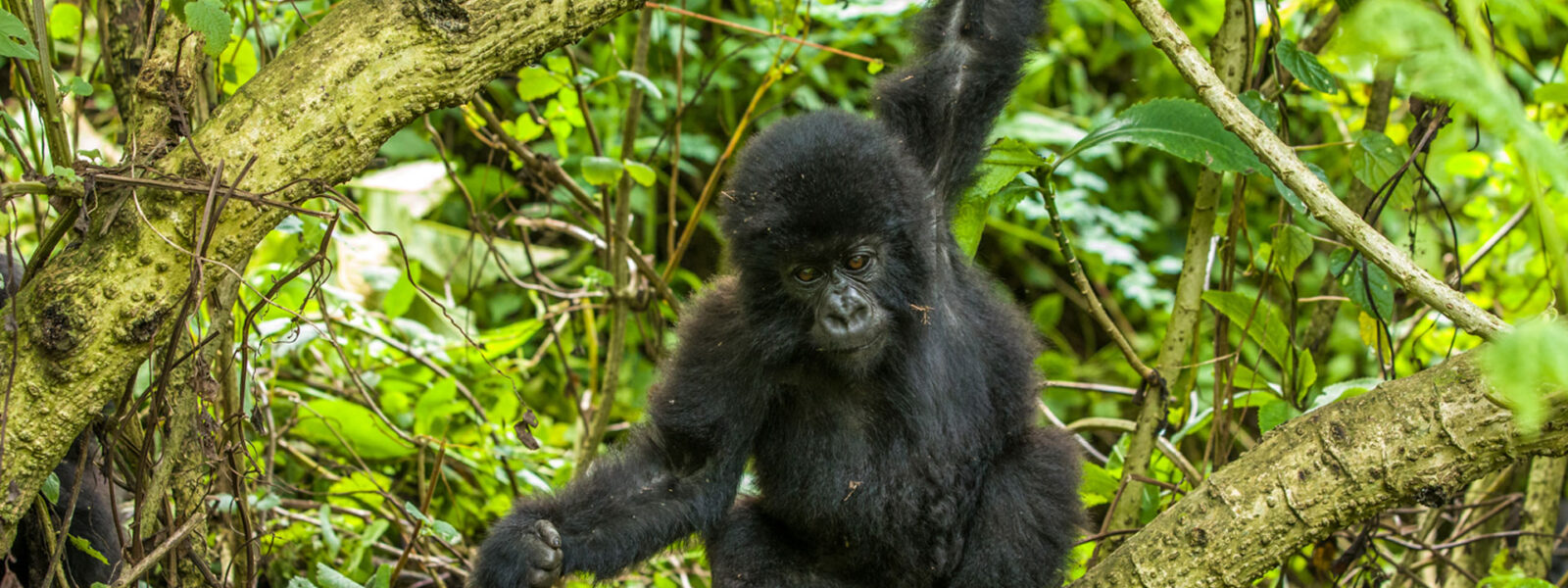 Gorilla trekking in 2023 | Booking gorilla permits in Nkuringo Region