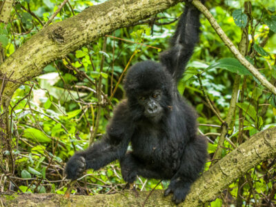 Gorilla trekking in 2023 | Booking gorilla permits in Nkuringo Region