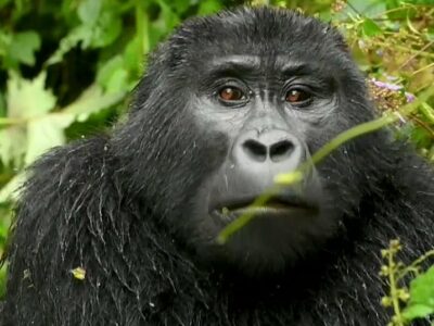 Gorilla Permits in Nkuringo Region