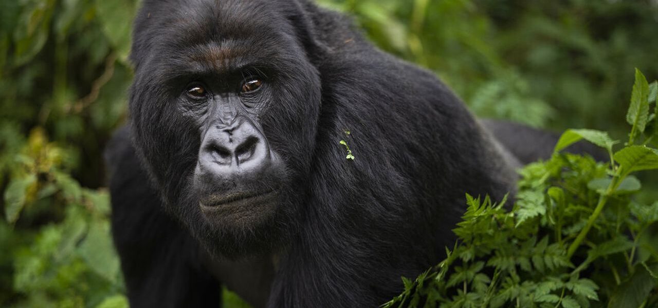 Gorilla Trekking in Nkuringo Region