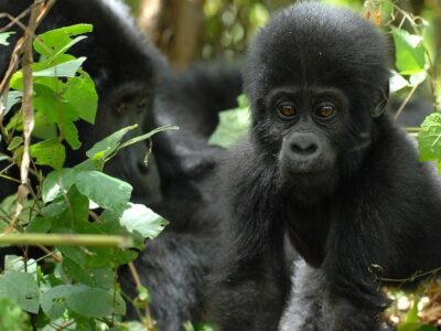 christmas gorilla family